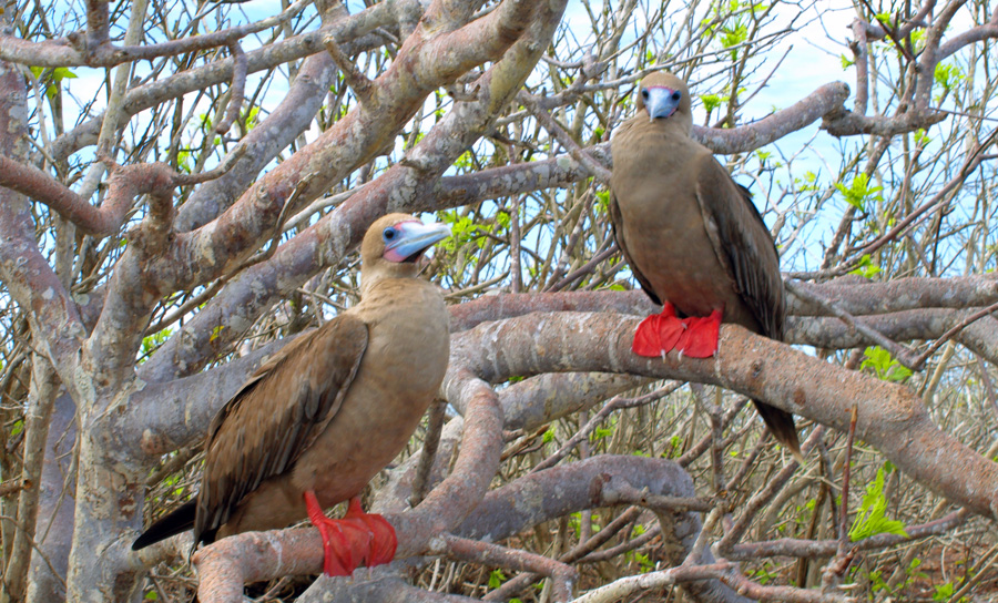 Catamaran Archipel ATC Cruises Galapagos Islands Ecuador