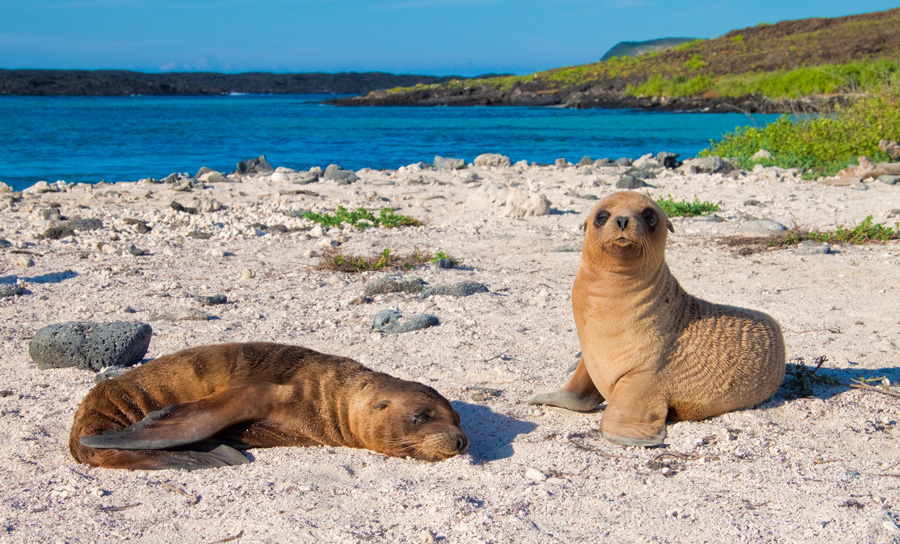 Catamaran Archipel ATC Cruises Galapagos Islands Ecuador